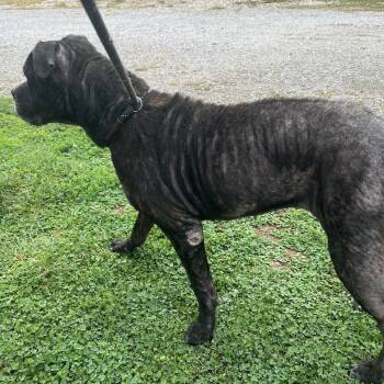 Heidi -  Boxer Dog for Adoption in Pittsburg, Kansas - Heidi | PetCurious