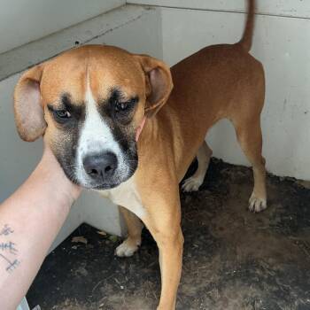 Fred Park (PBA-Stray-11713 -  Boxer and Mixed Breed Dog for Adoption in Pine Bluff, Arkansas - Fred Park (PBA-Stray-11713 | PetCurious