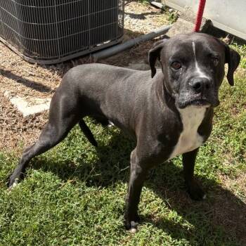 Rescue Mixed Breed Dogs for Adoption in Sylvania, Georgia - Waldo | PetCurious