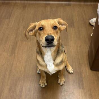 Shepherd and Labrador Retriever Dogs Available for Adoption - Dodge | PetCurious