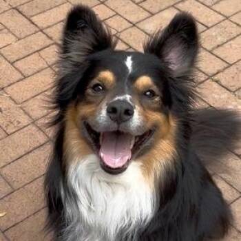 Australian Shepherd Dogs Available for Adoption in Collegeville, Pennsylvania - Bennie | PetCurious