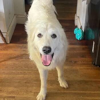 Eliza -  Great Pyrenees Dog for Adoption in Louisville, Kentucky - Eliza | PetCurious