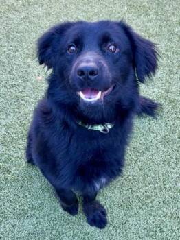 Chunky -  Border Collie and Mixed Breed Dog for Adoption in Eugene, Oregon - Chunky | PetCurious