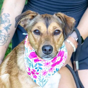 Pippa (Female) Avail 8/15 -  Australian Terrier and Mountain Cur Dog for Adoption in West Grove, Pennsylvania - Pippa (Female) Avail 8/15 | PetCurious