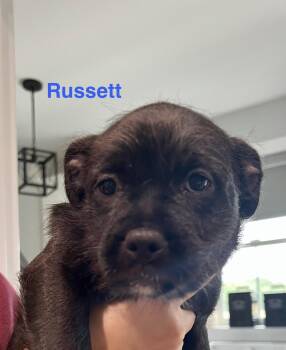 Pug and Schnauzer Dogs Available for Adoption in Hughesville, Maryland - Russet | PetCurious