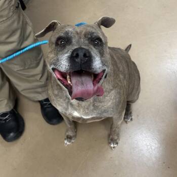 Mixed Breed Dogs Available for Adoption in Gadsden, Alabama - Jasmine (BONDED WITH JASPER) | PetCurious