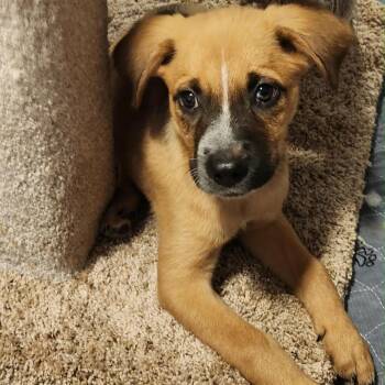 Futura -  Mixed Breed Dog for Adoption in Buffalo, Minnesota - Futura | PetCurious