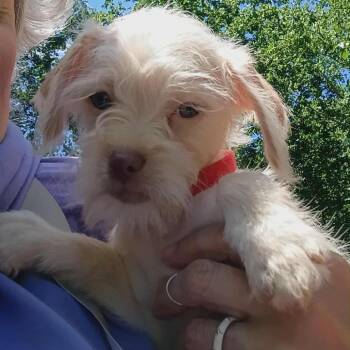Terrier Dogs Available for Adoption in Houston, Texas - Athena - Red Collar | PetCurious