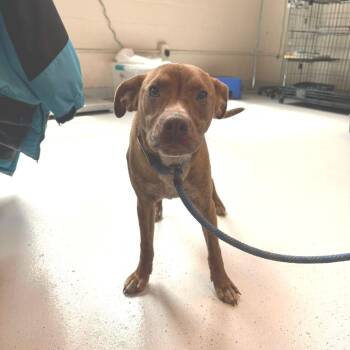 Mixed Breed Dogs Available for Adoption in Huntington, West Virginia - Cagney | PetCurious