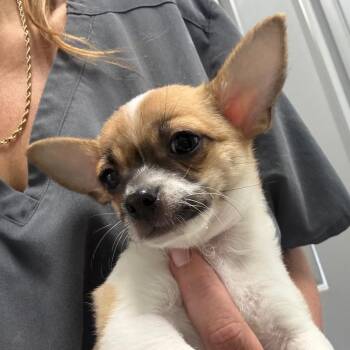 Russell -  Chihuahua Dog for Adoption in Normal, Illinois - Russell | PetCurious