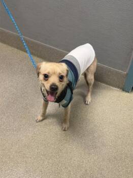 Chihuahua and Maltese Dogs Available for Adoption - TOBY | PetCurious