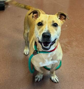 Boey -  Jack Russell Terrier Dog for Adoption in Dublin, California - Boey | PetCurious