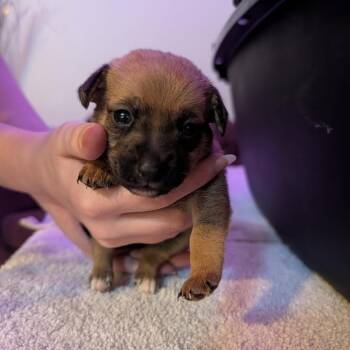 Halley -  Chihuahua and Mixed Breed Dog for Adoption in Sacramento, California - Halley | PetCurious
