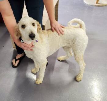 Labrador Retriever and Poodle Dogs Available for Adoption in Rockford, Illinois - Lucy | PetCurious