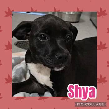 Shya -  Labrador Retriever and Rat Terrier Dog for Adoption in Ringwood, New Jersey - Shya | PetCurious