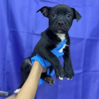 Webster -  Pit Bull Terrier and Australian Cattle Dog Blue Heeler Dog for Adoption in Bullhead City, Arizona - Webster | PetCurious
