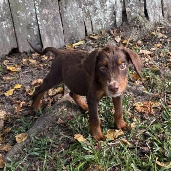 Spotlight -  Australian Shepherd and Doberman Pinscher Dog for Adoption in Carencro, Louisiana - Spotlight | PetCurious