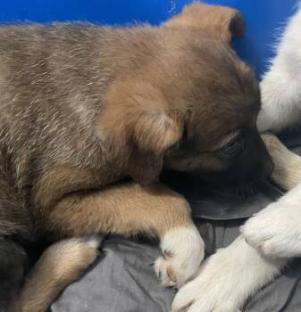 Mixed Breed Dogs Available for Adoption - ROWINA | PetCurious