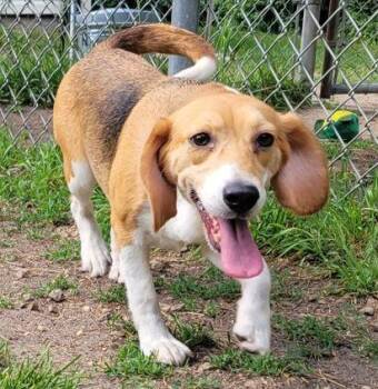 Kora -  Beagle Dog for Adoption in Portage, Wisconsin - Kora | PetCurious