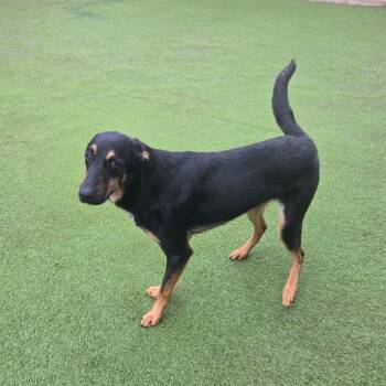 Shepherd and Doberman Pinscher Dogs Available for Adoption - Ranger | PetCurious