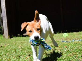 Mixed Breed Dogs Available for Adoption in Mobile, Alabama - Durin | PetCurious