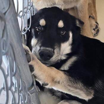 Mixed Breed Dogs Available for Adoption in Wickenburg, Arizona - Barney | PetCurious