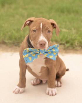 KOBI -  Terrier Dog for Adoption in Southaven, Mississippi - KOBI | PetCurious