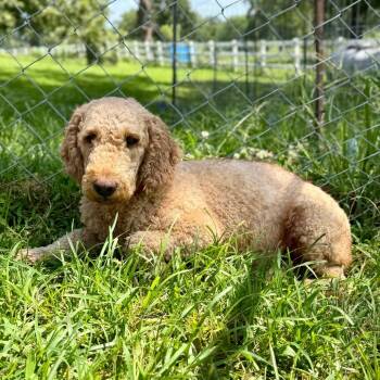 Rory - Missouri (JY26-59) -  Poodle Dog for Adoption in Peyton, Colorado - Rory - Missouri (JY26-59) | PetCurious