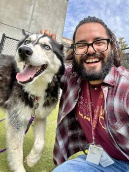 Echo -  Husky and Alaskan Malamute Dog for Adoption in Wichita, Kansas - Echo | PetCurious