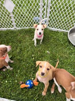 Eros -  Pit Bull Terrier and Beagle Dog for Adoption in Indianapolis, Indiana - Eros | PetCurious