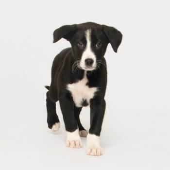 Rescue Labrador Retriever Dogs for Adoption in Grand Forks, North Dakota - Butch Cassidy | PetCurious