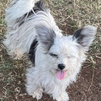 Rescue Chinese Crested Dog Dogs for Adoption in Calgary, Alberta - Sapphire | PetCurious