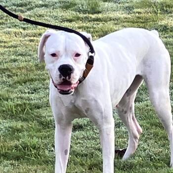ASPEN 3310 -  Boxer Dog for Adoption in Loxahatchee Groves, Florida - ASPEN 3310 | PetCurious
