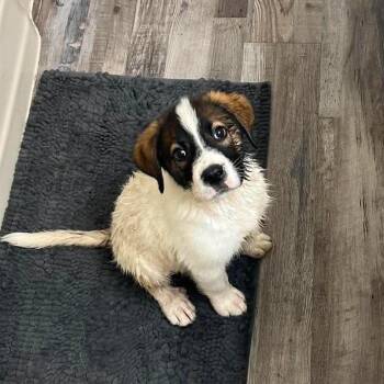Ranger -  Great Pyrenees and Mixed Breed Dog for Adoption in Otisfield, Maine - Ranger | PetCurious