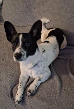 Peter -  Jack Russell Terrier Dog for Adoption in Merrillville, Indiana - Peter | PetCurious