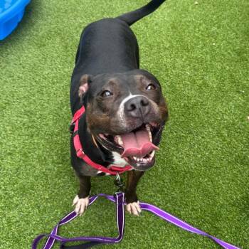 Cayenne Pepper -  Pit Bull Terrier Dog for Adoption in Warwick, Rhode Island - Cayenne Pepper | PetCurious