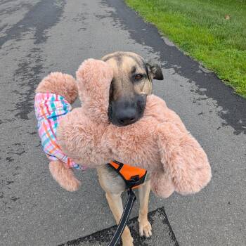 Rescue German Shepherd Dog and Mixed Breed Dogs for Adoption in Rockville, Maryland - Sofi | PetCurious