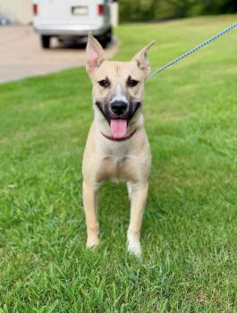 Daisy 1 -  Shepherd Dog for Adoption in Manchester, Connecticut - Daisy 1 | PetCurious