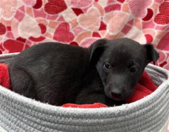 German Shepherd Dog and Mixed Breed Dogs Available for Adoption - SASHA | PetCurious