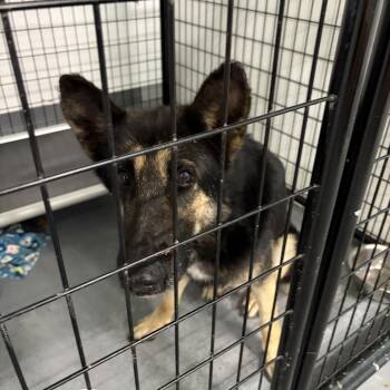 Mission -  German Shepherd Dog Dog for Adoption in St. Louis, Missouri - Mission | PetCurious