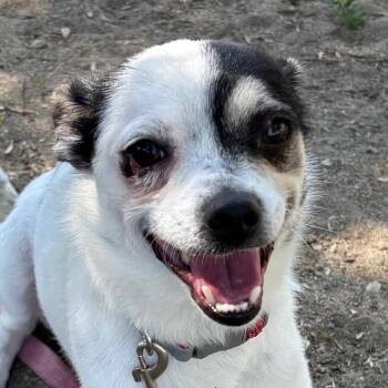 Titan -  Chihuahua Dog for Adoption in San Jacinto, California - Titan | PetCurious