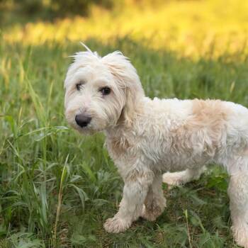 Labradoodle Dogs Available for Adoption - Kevin | PetCurious