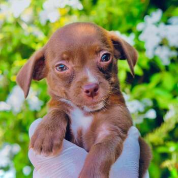 Miso -  Yorkshire Terrier and Dachshund Dog for Adoption in San Diego, California - Miso | PetCurious