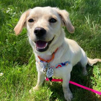 Chihuahua and Spaniel Dogs Available for Adoption in Friday Harbor, Washington - Lola | PetCurious