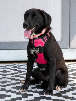 Mazi -  Labrador Retriever and Hound Dog for Adoption in Savage, Minnesota - Mazi | PetCurious