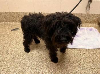RAVEN -  Terrier and Mixed Breed Dog for Adoption in Colorado Springs, Colorado - RAVEN | PetCurious