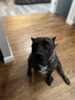 Rescue Presa Canario Dogs for Adoption in Reading, Pennsylvania - Leia | PetCurious
