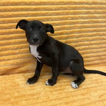 Nick Jonas -  Labrador Retriever and Mixed Breed Dog for Adoption in Kanab, Utah - Nick Jonas | PetCurious