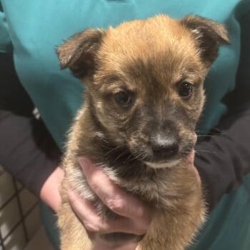 Mixed Breed Dogs Available for Adoption - MISSY | PetCurious