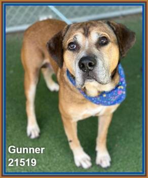 GUNNER -  Hound and Mastiff Dog for Adoption in Marietta, Georgia - GUNNER | PetCurious